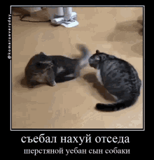 комару кот GIF - комару кот Cat GIFs
