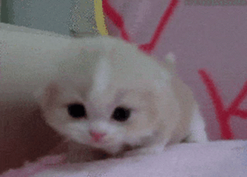 Cute Kitten GIF - Cute Kitten Meow GIFs