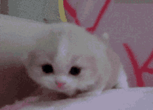 Cute Kitten GIF - Cute Kitten Meow GIFs