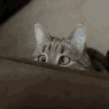 Cat Squint GIF - Cat Squint Derp GIFs