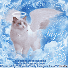 Pretty Angel Kitten GIF - Pretty Angel Kitten GIFs