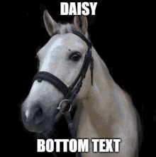Arwen Daisy GIF - Arwen Daisy Horse GIFs