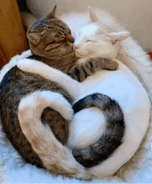two cats are hugging each other and one has a heart shaped tail