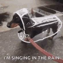 raincoat dashhound