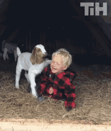 Goat This Is Happening GIF - Goat This Is Happening Play GIFs