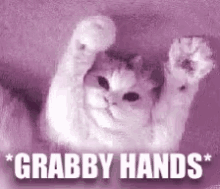 Grabby Hands Cat GIF - Grabby Hands Cat Cute GIFs