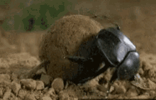 dung beetle push bug rolling poop