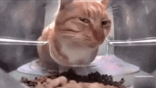 Suspicious Cat GIF - Suspicious Cat Sus GIFs