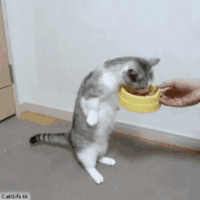a cat is standing on its hind legs to eat from a yellow bowl .