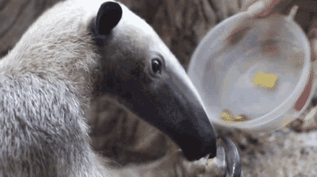 Tamandua Anteater GIF - Tamandua Anteater Animal - Discover & Share GIFs Tamandua Anteater GIF - Tamandua Anteater Animal - Discover & Share GIFs