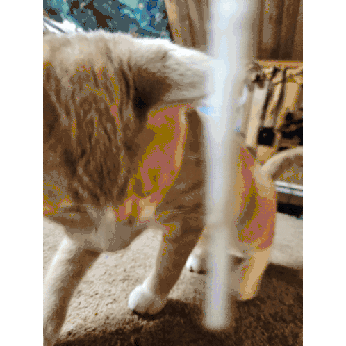 Cat Playing Sticker - Cat Playing String Stickers