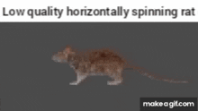 a low quality horizontally spinning rat on make a gif.com .
