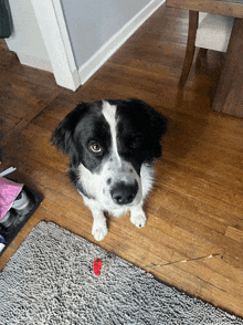 a black and white dog is sitting on a rug and looking at the camera