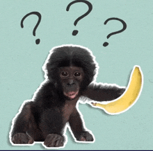 a baby monkey holding a banana with question marks above its head