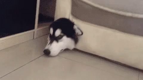 Dog Stuck GIFs | Tenor Dog Stuck GIFs | Tenor