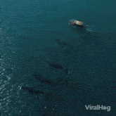 Swimming Together Viralhog GIF - Swimming Together Viralhog Whales Swimming GIFs
