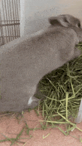 a rabbit is eating grass in a cage on a carpet .
