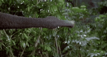 a close up of an elephant 's trunk pointing at something in the woods .