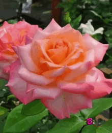 a close up of a pink and orange rose