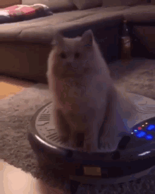 Cat Bounce Roomba GIF - Cat Bounce Roomba GIFs