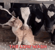 cow wash the cow wash cat cat cows cows lick cat