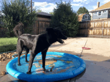 Helix Pool GIF - Helix Pool Dog GIFs