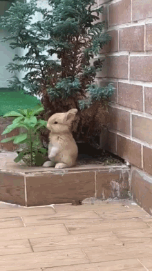 Bunny Eats GIF - Bunny Eats Plant GIFs