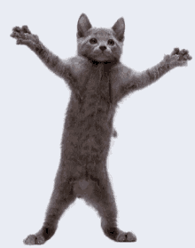 Cat Dance GIF - Cat Dance Crazy GIFs