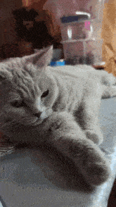 a gray cat is laying on a table in front of some plastic containers