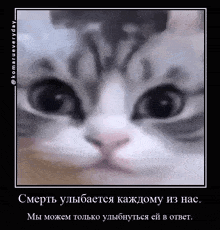 a close up of a cat 's face with a quote in russian