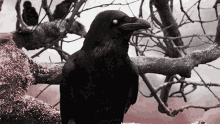 black ravens in a tree