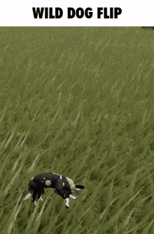 a dog is doing a wild dog flip in the air