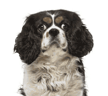 How My Dog Really Looks Pug GIF - How My Dog Really Looks Pug King Charles Spaniel GIFs
