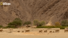 Elephant Wild Elephant GIF - Elephant Wild Elephant National Geographic GIFs