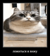 a gray and white cat laying on top of a white box with a foreign language written on it