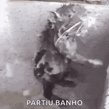 a black and white photo of a raccoon swimming in a pool .