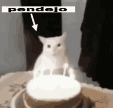 Pendejo Gato GIF - Pendejo Gato Cat GIFs