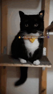 Uni Uni Cat GIF - Uni Uni Cat Cat GIFs
