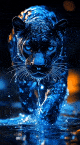 a panther with blue eyes is walking through a body of water