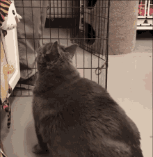 Dodo Fat GIF - Dodo Fat Cat GIFs