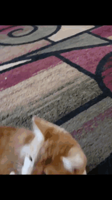 Cat Playing Cat Biting GIF - Cat Playing Cat Biting GIFs