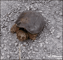 turtle turtle