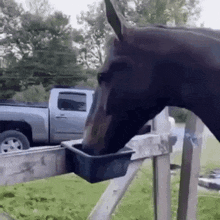 Horse Eating And Then Looking Into Camera GIF - Horse Eating And Then Looking Into Camera GIFs