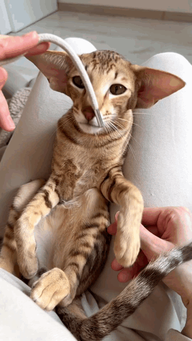 A gif of a grey and tan tabby oriental shorthair on its back on a persons legs playing and biting a piece of string