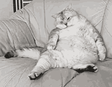 Hmph GIF - Cat Bloated Full GIFs