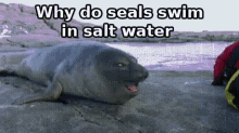seal joke salt water pepper water laugh