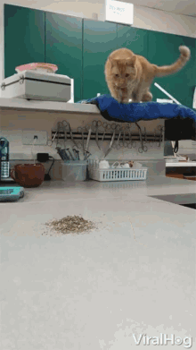 Viralhog Cat GIF - Viralhog Cat Catnip GIFs