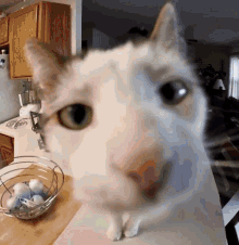 Who Can I Be Now Cat GIF - Who Can I Be Now Cat Sotopic GIFs