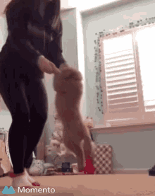 Puppy Dancing GIF - Puppy Dancing GIFs