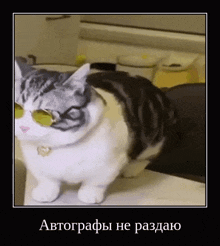 a cat is wearing sunglasses and standing on a table .